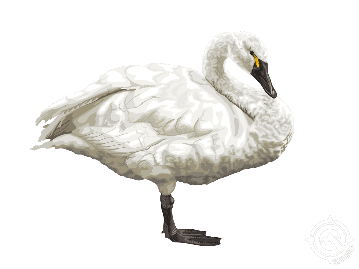 Tundra Swan